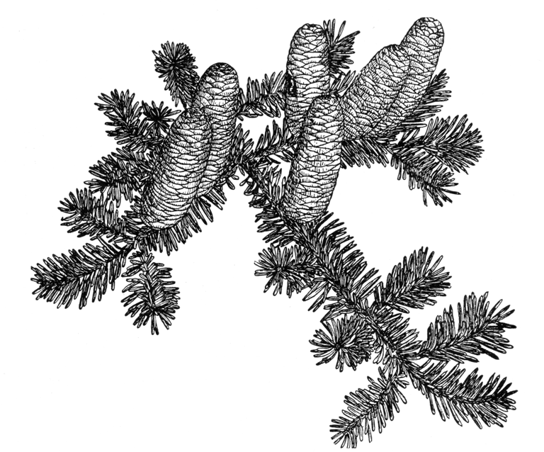 Abies homolepis