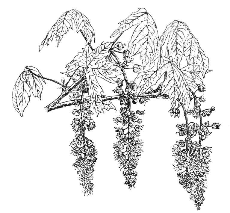 Acer macrophyllum