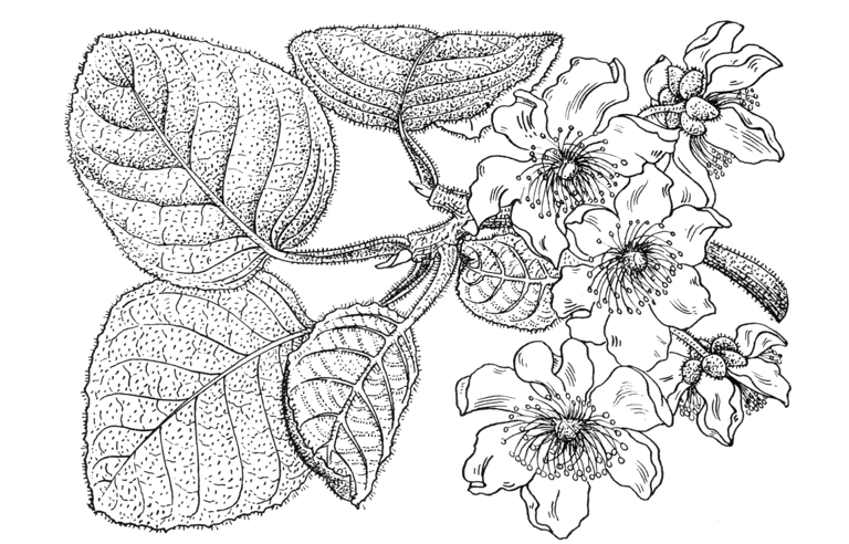 Actinidia chinensis