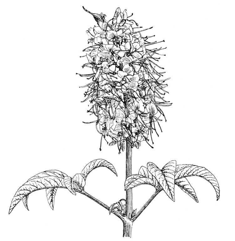 Aesculus californica