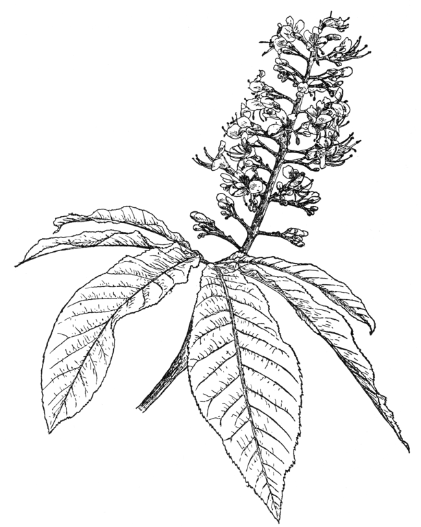 Aesculus indica