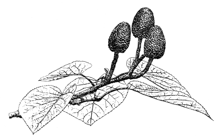 Alnus cordata