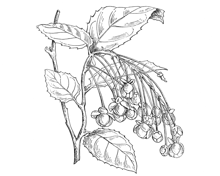 Berberidopsis corallina