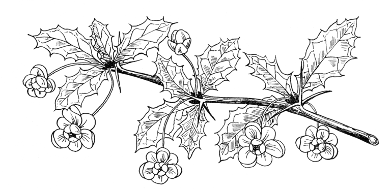 Berberis calliantha