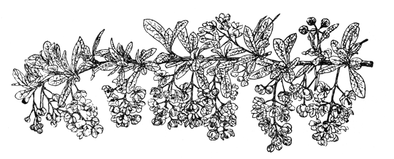 Berberis poiretii