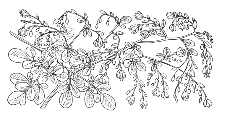 Boenninghausenia albiflora