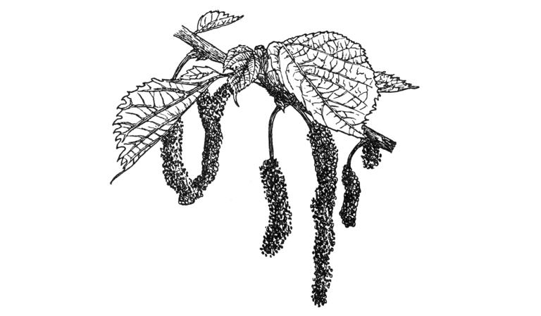 Broussonetia papyrifera