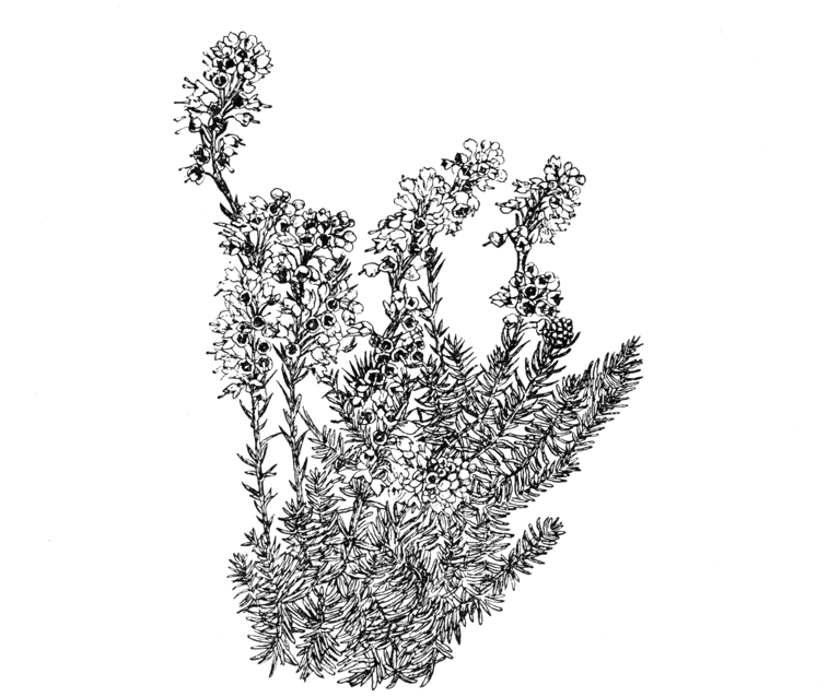 Bruckenthalia spiculifolia