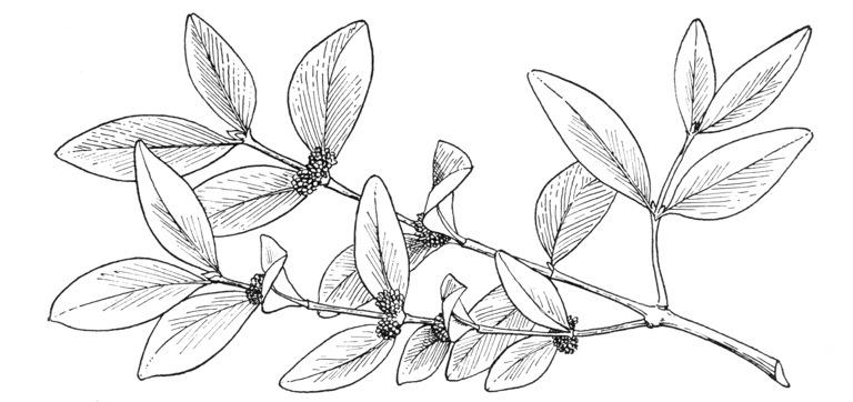 Buxus wallichiana