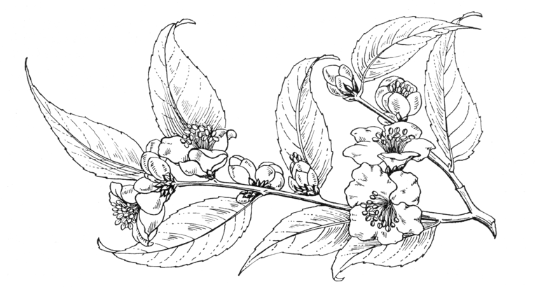 Camellia cuspidata