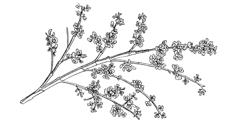 Carmichaelia odorata