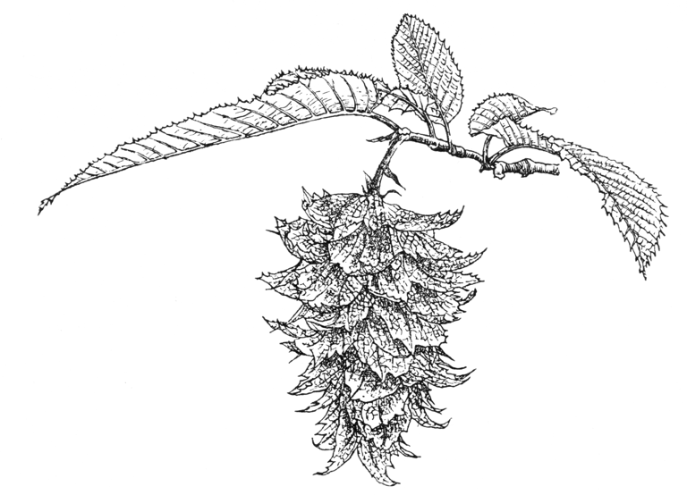 Carpinus japonica