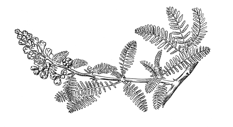 Chamaebatiaria millefolium