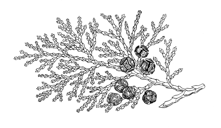 Chamaecyparis obtusa