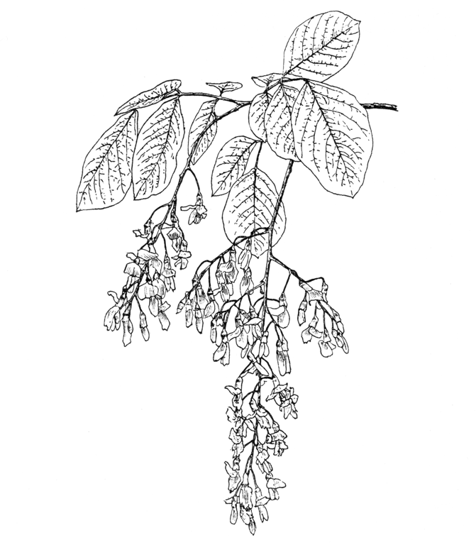 Cladrastis lutea