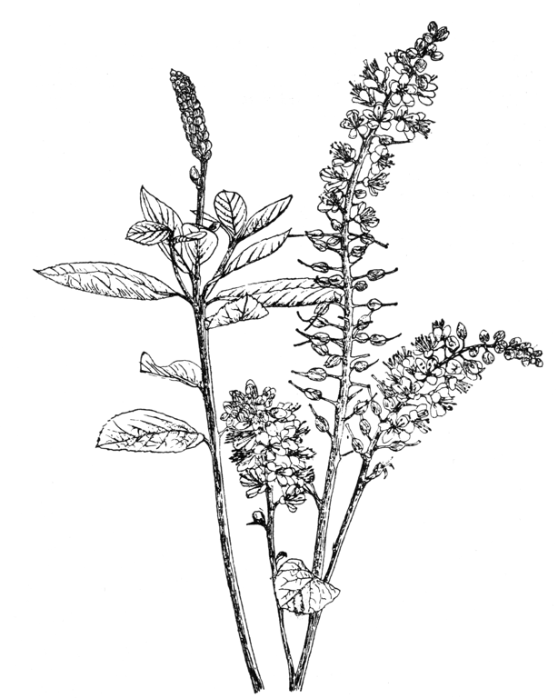 Clethra tomentosa