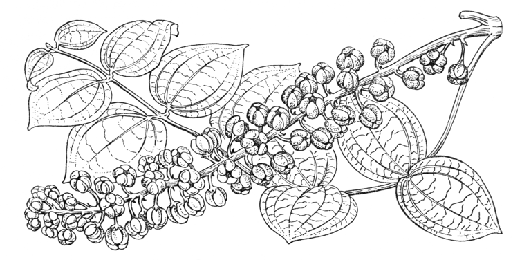 Coriaria terminalis