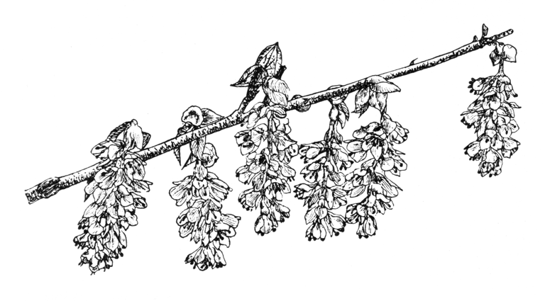 Corylopsis veitchiana
