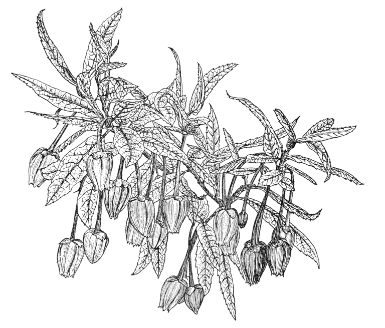 Crinodendron hookerianum