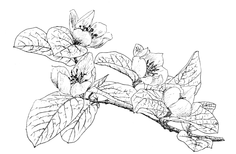 Cydonia oblonga