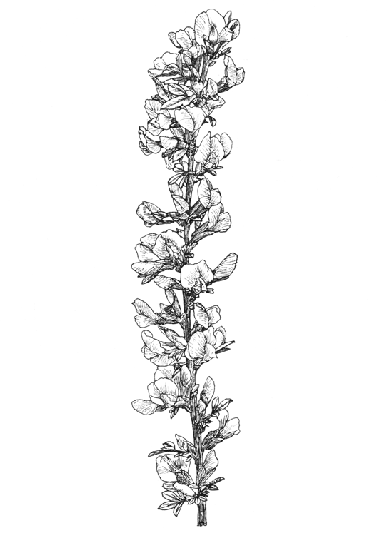 Cytisus purpureus