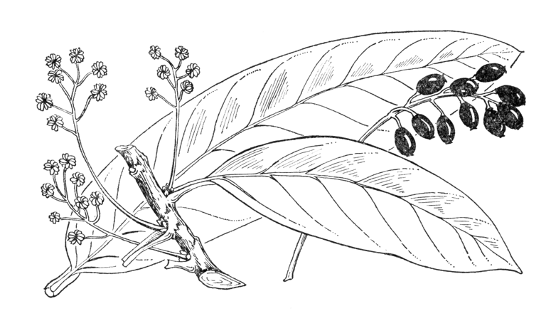 Daphniphyllum macropodum