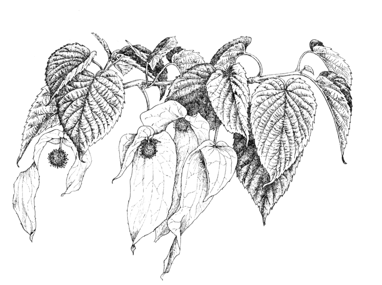 Davidia involucrata