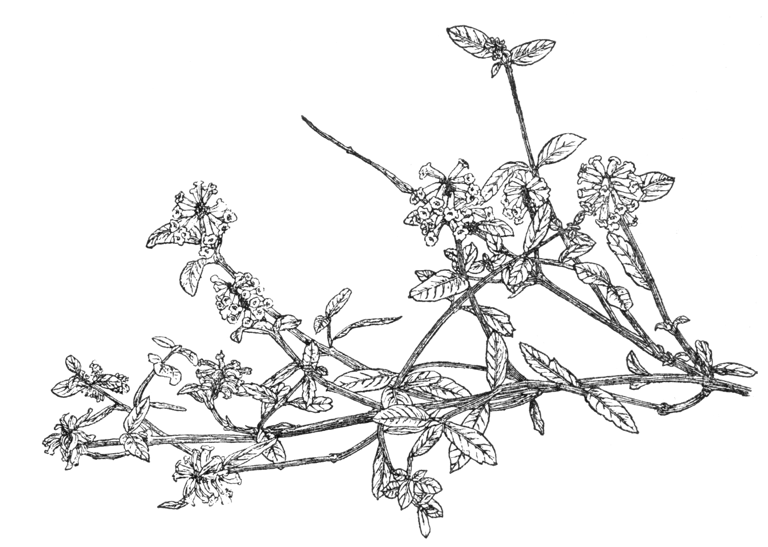 Diostea juncea