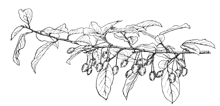 Elaeagnus multiflora