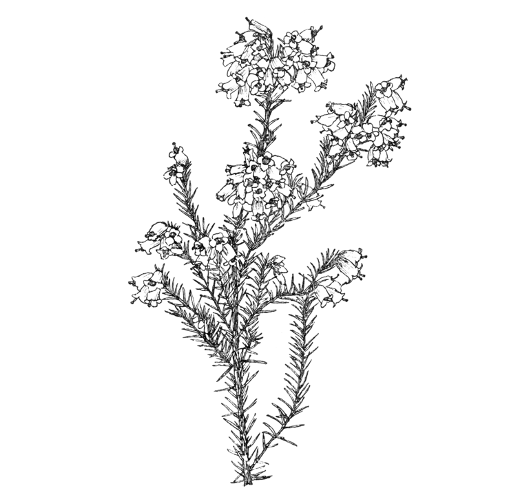Erica australis