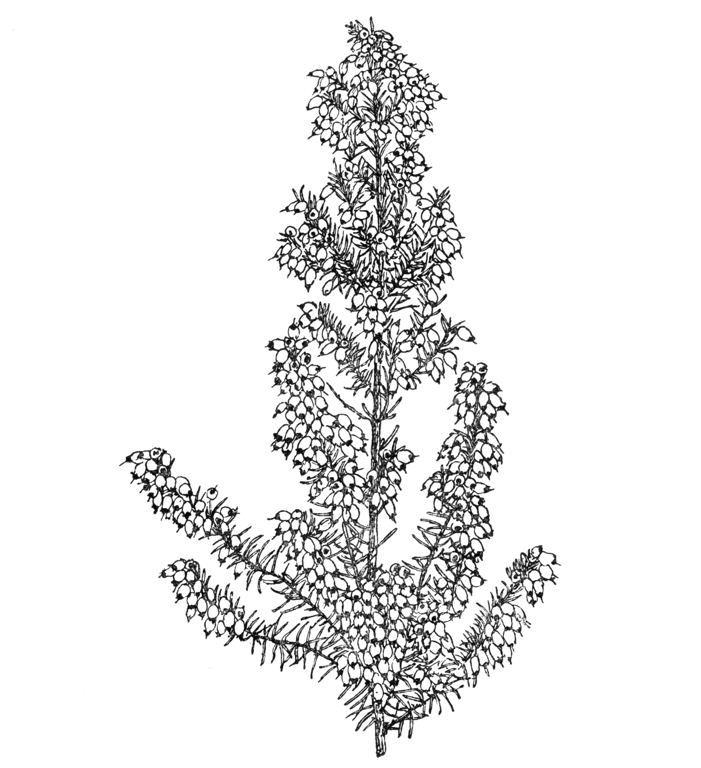 Erica erigena