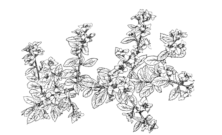 Escallonia 