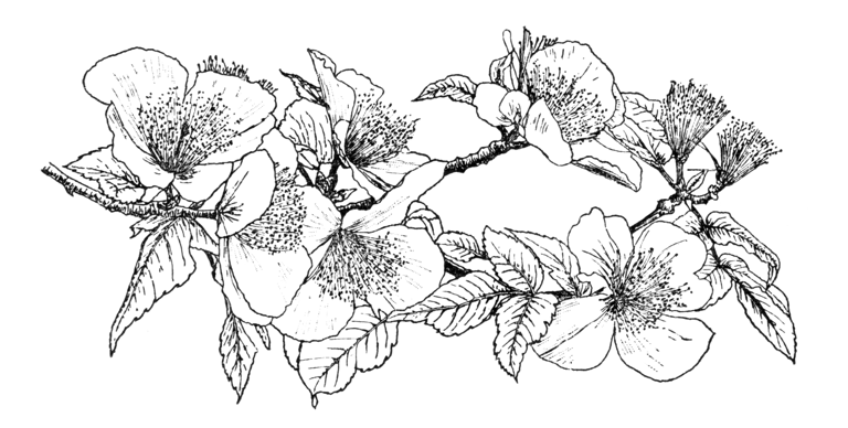 Eucryphia glutinosa