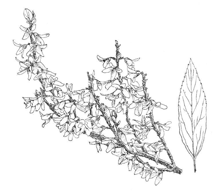 Forsythia viridissima