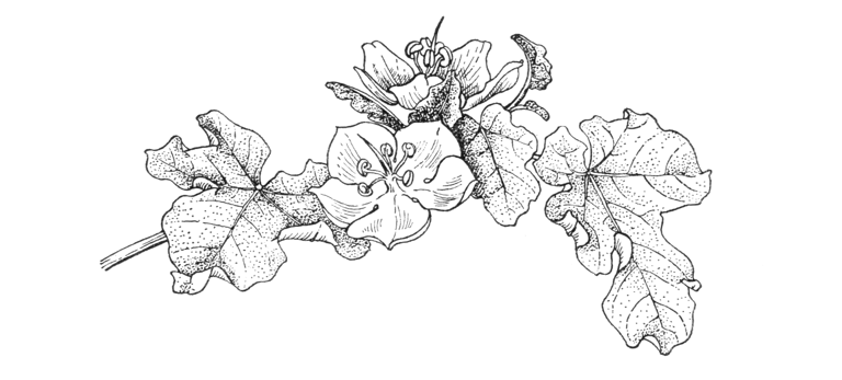 Fremontodendron mexicanum
