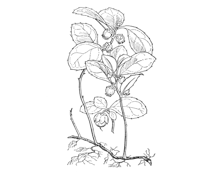 Gaultheria procumbens