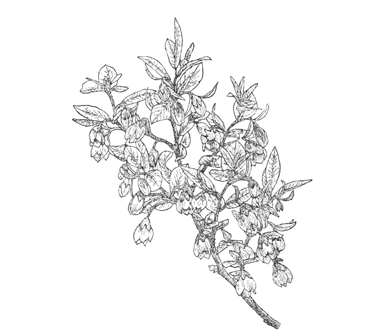 Gaylussacia dumosa