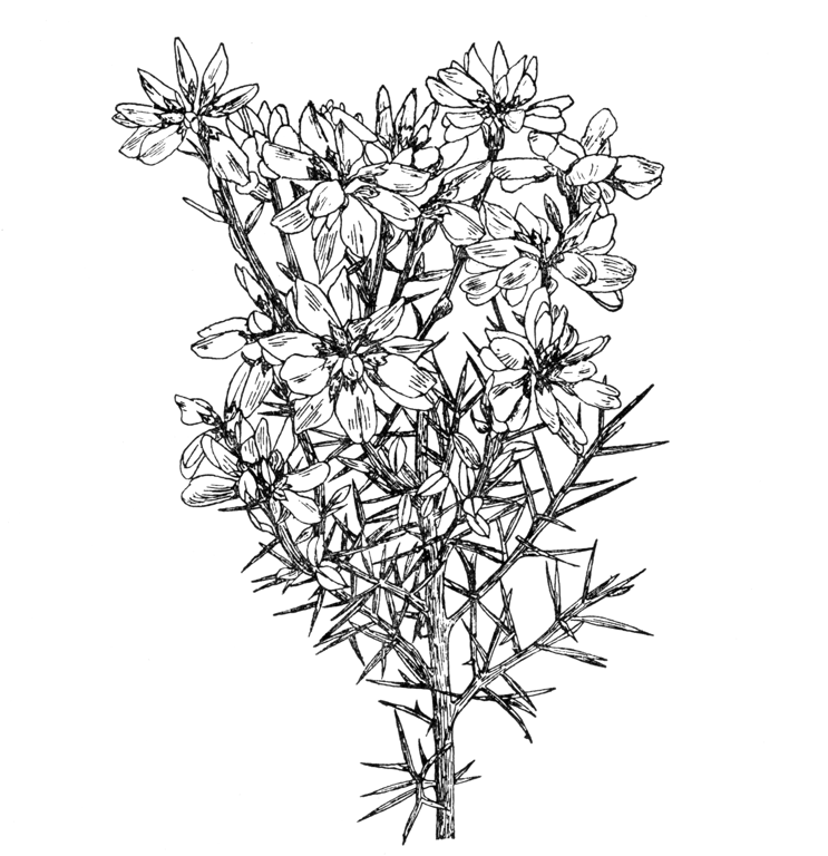 Genista hispanica