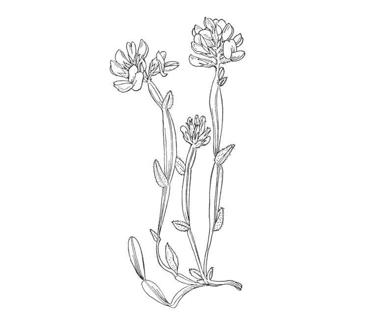 Genista sagittalis