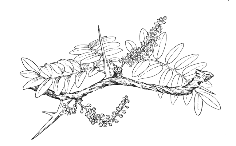 Gleditsia triacanthos