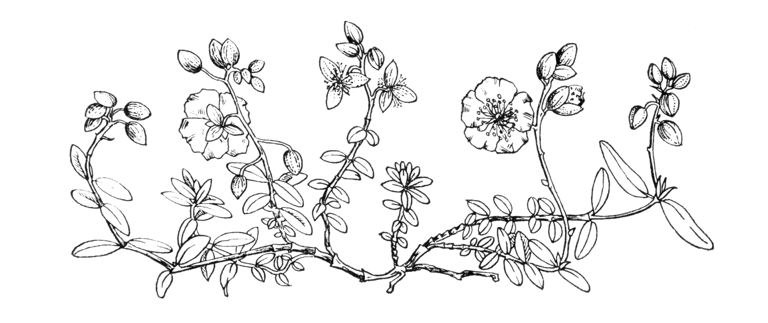 Helianthemum nummularium