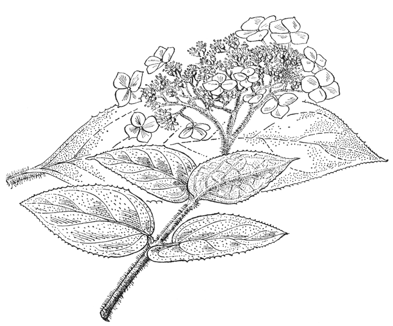 Hydrangea aspera