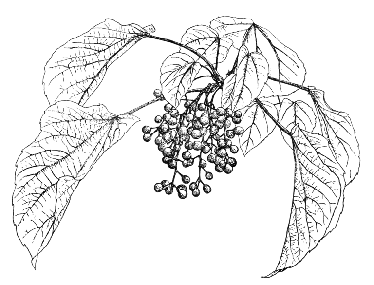 Idesia polycarpa