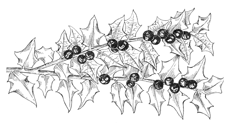 Ilex pernyi