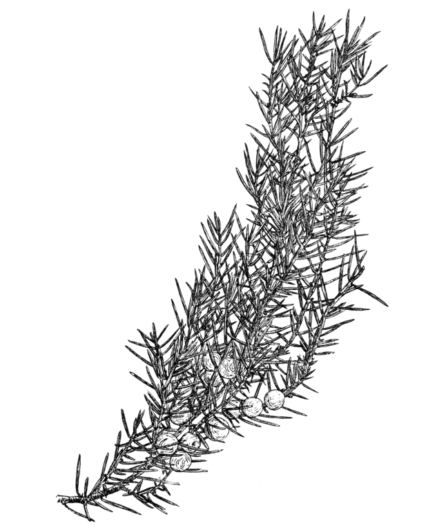 Juniperus rigida