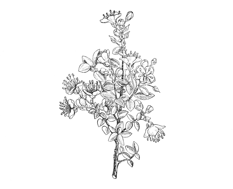 Kalmiopsis leachiana