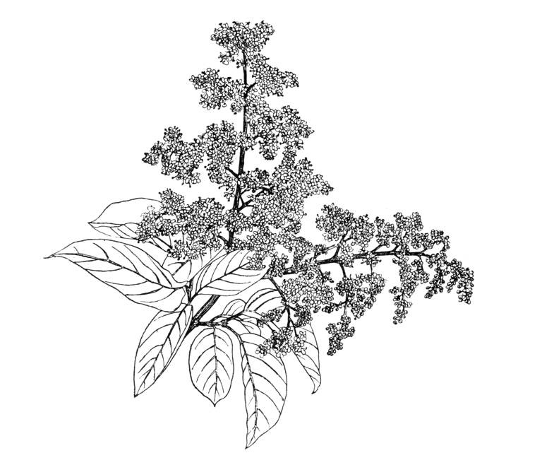 Ligustrum japonicum