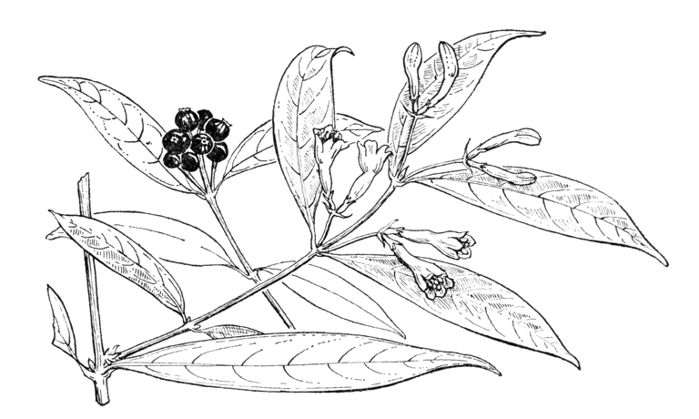 Lonicera alseuosmoides