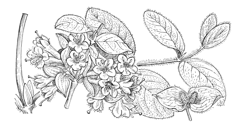 Lonicera chaetocarpa