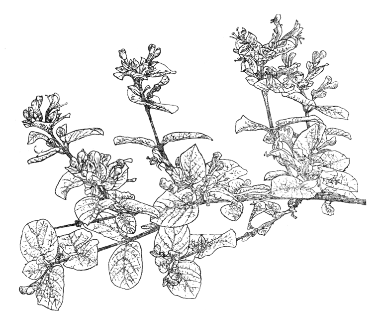 Lonicera iberica